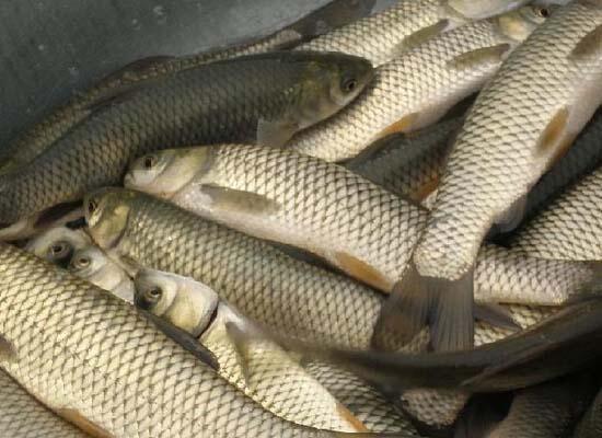 鮮活水產品配送：鯉魚