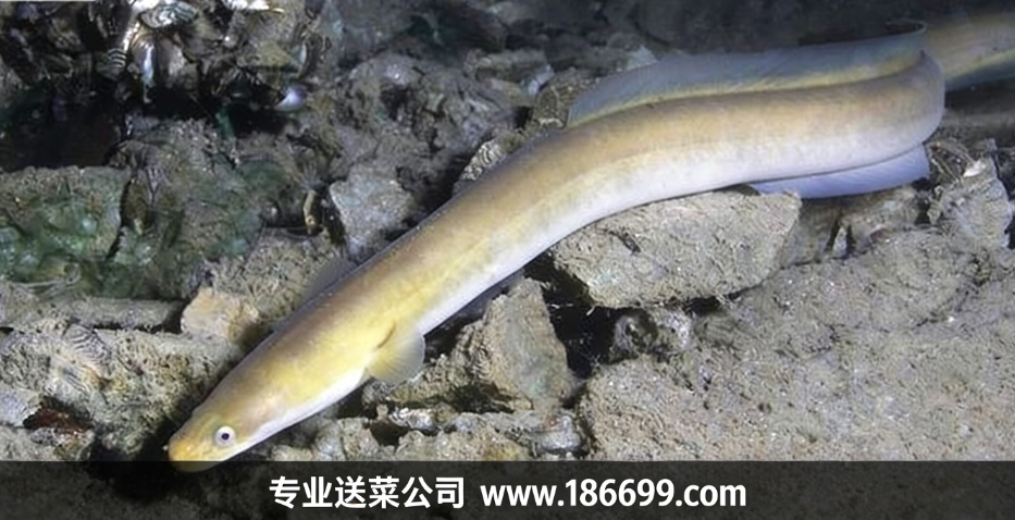 警惕！吃鰻魚前先看：這四類人不適合吃鰻魚